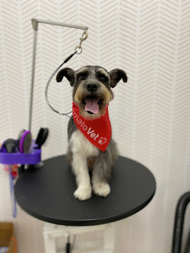 DermatoVet Jesus Maria (Alergia Sarna Otitis Dermatitis Perro)